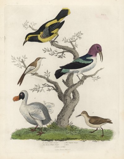 Sort og gul slyngplante, brun og hvid slyngplante, Certhia americana, Cayenne slyngplante, Dacnis cayana, Dodo, Raphus cucullatus og purre eller stint, Calidris alpina. Håndfarvet kobberstik af en ukendt kunstner fra William Smellies Natural Histo af William Smellie