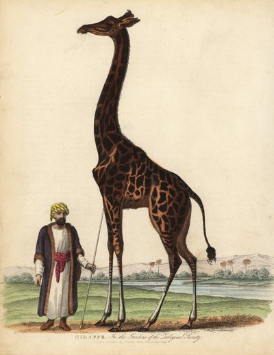 Giraf, Giraffa camelopardalis. af William Smellie