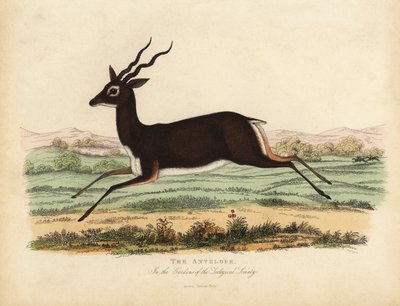 Indisk antilope eller sortbuk, Antilope cervicapra. af William Smellie