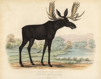 Elg eller elg, Alces alces. af William Smellie