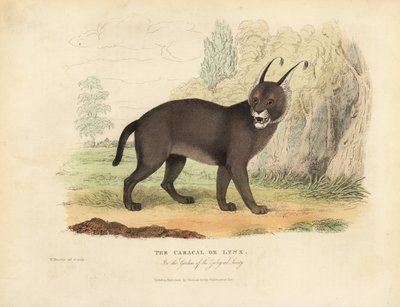 Caracal eller Lynx. af William Smellie