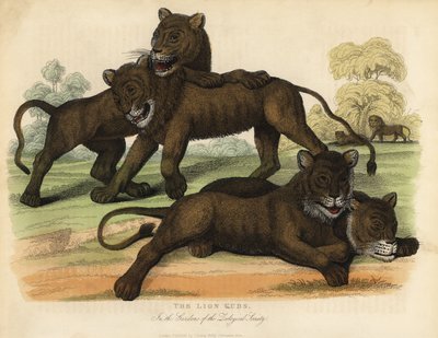 Løveungerne i Zoologisk Selskabs Haver. af William Smellie