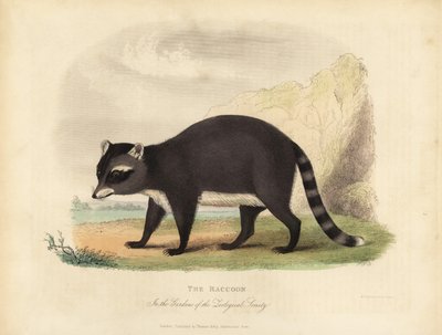 Vaskebjørnen, Procyon lotor. af William Smellie