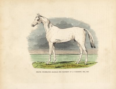 Fuldblods arabisk hest Imaum. af William Smellie