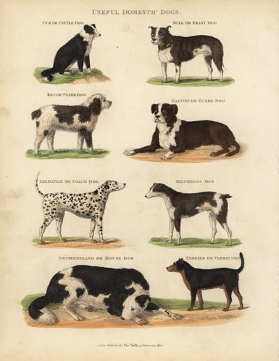 Nyttige tamhunde, Canis lupus familiaris. af William Smellie