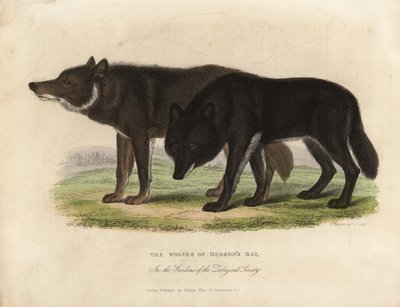 Wolves of Hudson Bay, Canis lupus. af William Smellie