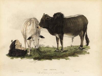 Zebu, den første indiske okse. af William Smellie