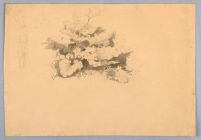 Undersøgelse af løv af William Stanley Haseltine
