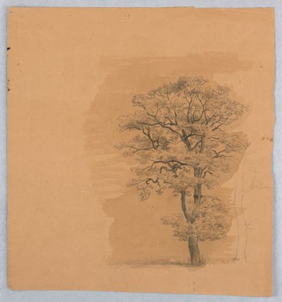 Undersøgelse af løv af William Stanley Haseltine
