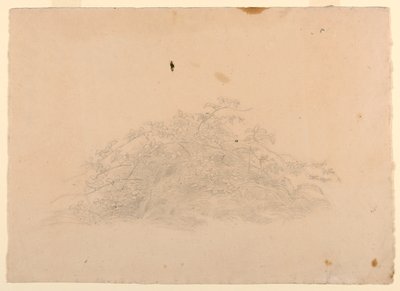 Undersøgelse af løv af William Stanley Haseltine
