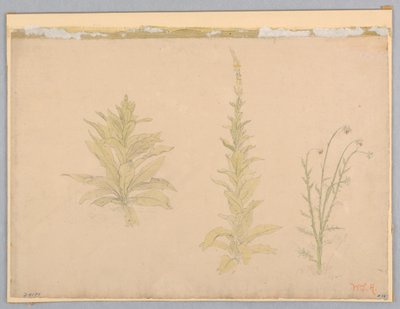 Undersøgelse af mulleinplanter af William Stanley Haseltine