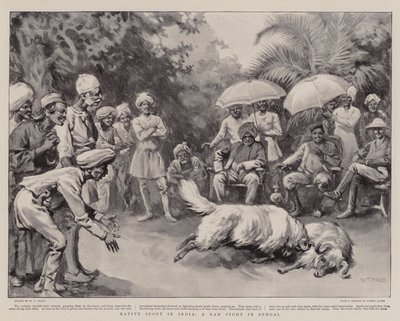 Native Sport i Indien, en Ram Fight i Bengalen af William T. Maud