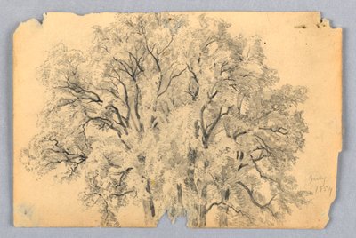 Undersøgelse af elmetræ af William Trost Richards