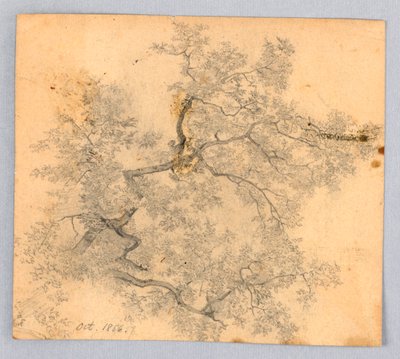 Undersøgelse af elmetræ af William Trost Richards