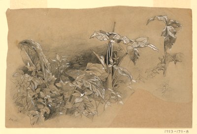 Undersøgelse af løv af William Trost Richards