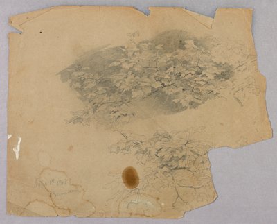 Undersøgelse af løv af William Trost Richards