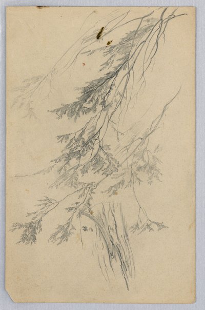 Undersøgelse af løv af William Trost Richards