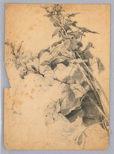 Undersøgelse af løv af William Trost Richards