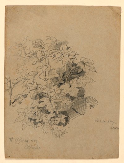 Undersøgelse af løv af William Trost Richards