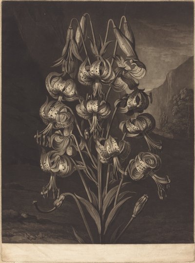 Den fantastiske lilje af William Ward after Philip Reinagle
