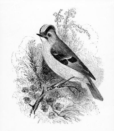Golden Crested Regulus, illustration fra 