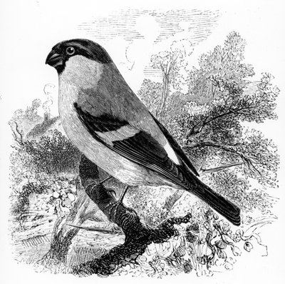 The Bullfinch, illustration fra 