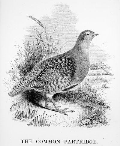 The Common Agerhøne, illustration fra 