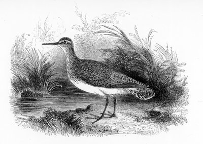 The Common Sandpiper, illustration fra 