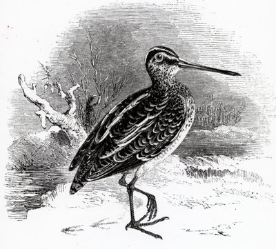 The Common Snipe, illustration fra 
