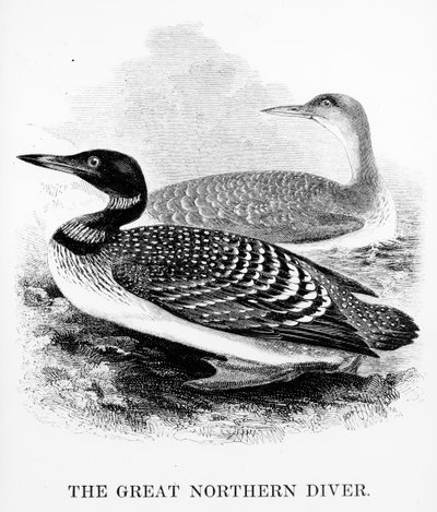 The Great Northern Diver, illustration fra 
