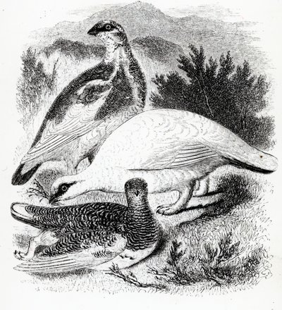 The Ptarmigan, illustration fra 