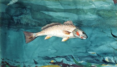 Kanalbas, 1904. af Winslow Homer