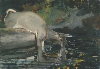 Deer Drinking, 1892 (wc på papir) af Winslow Homer