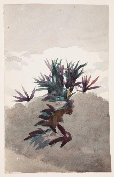 Skråning med klumper af Maguey af Winslow Homer