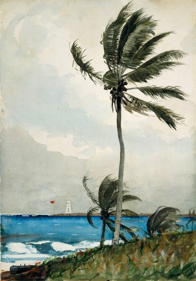 Palmetræ, Nassau, 1898. af Winslow Homer
