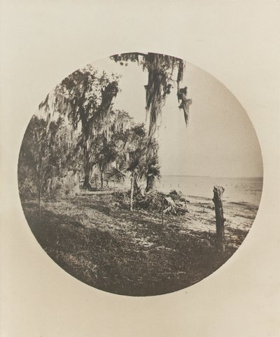 Palmetræ og strandscene, Floridas kyst, ca. 1904 af Winslow Homer