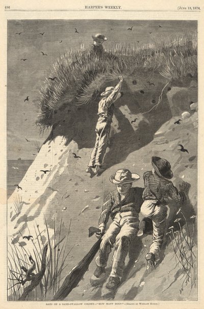 Raid på en sand-svalekoloni af Winslow Homer