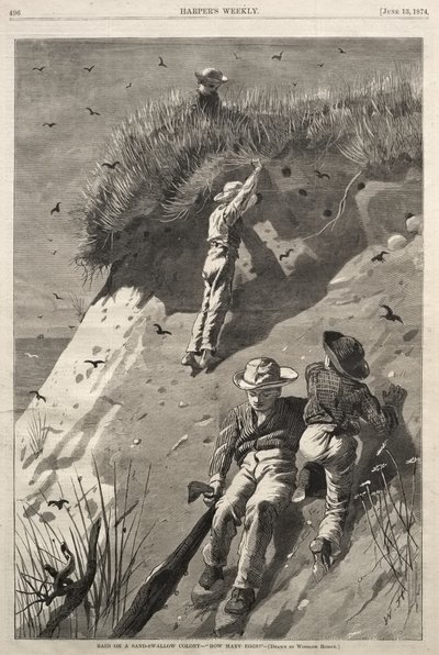 Angreb på en digesvalekoloni - «Hvor mange æg?» af Winslow Homer