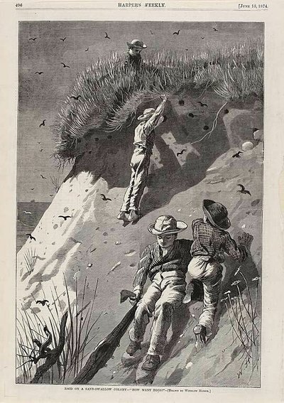 Angreb på en sandsvale-koloni - "Hvor mange æg" af Winslow Homer