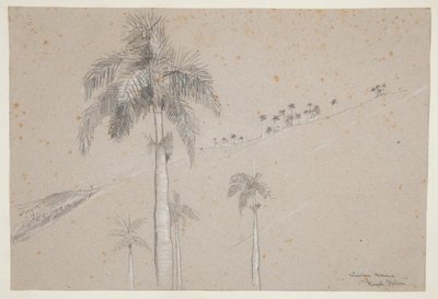 Royal Palm, Cuba af Winslow Homer