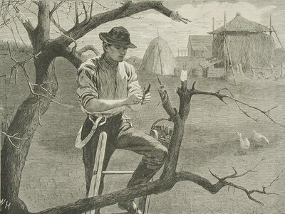  af Winslow Homer