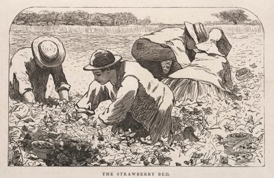 Jordbærsengen af Winslow Homer