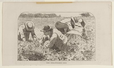 Jordbærbedet af Winslow Homer