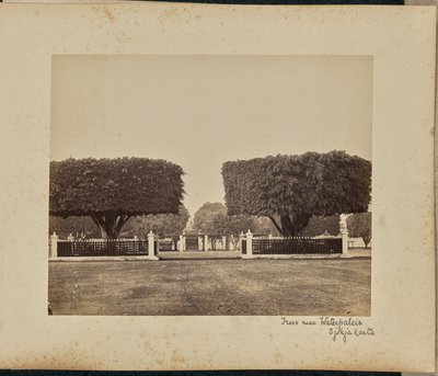Træer i nærheden af Waterpaleis. Djokjakarta af Woodbury and Page