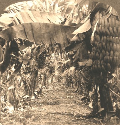 I hjertet af en bananplantage, Hawaii-øerne, 1901. af Works and Sun Sculpture Studios