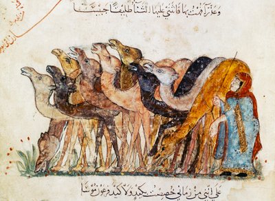 Ms Ar 5847 f.101, flok kameler, fra 