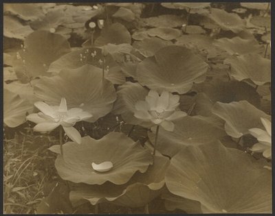 [Lotus]. af Yasuo Kuniyoshi