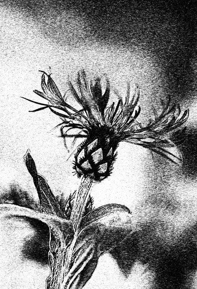 Fin blomsterskitse af Ylva Sjögren