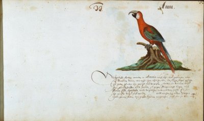 papegøje af Zacharias Wagner