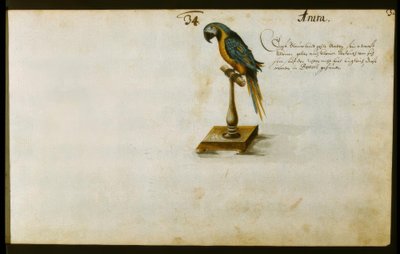 papegøje af Zacharias Wagner